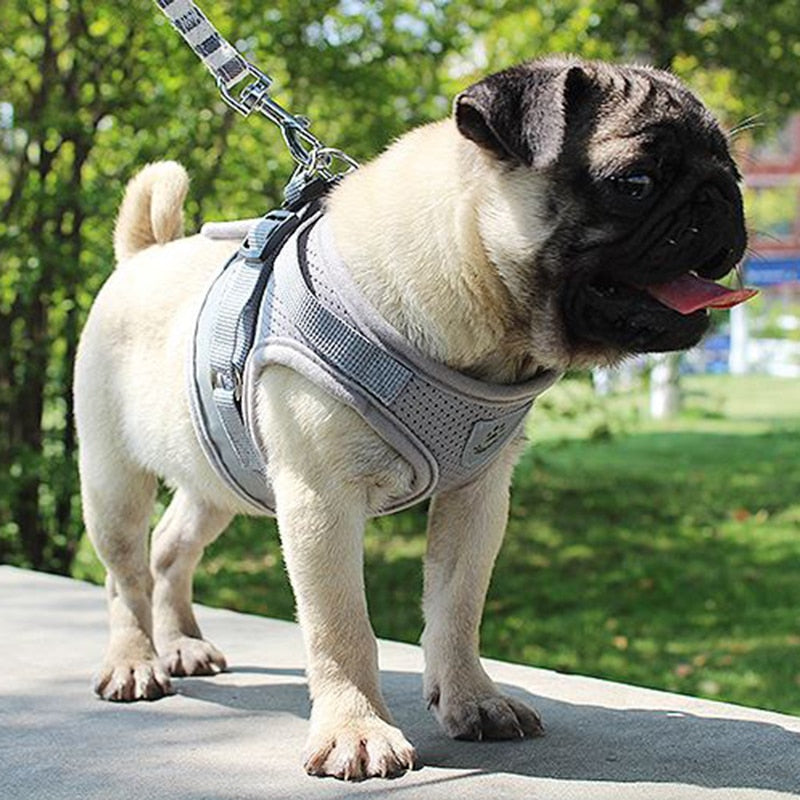 Small Dogs Adjustable Vest Harness with Leash Set
