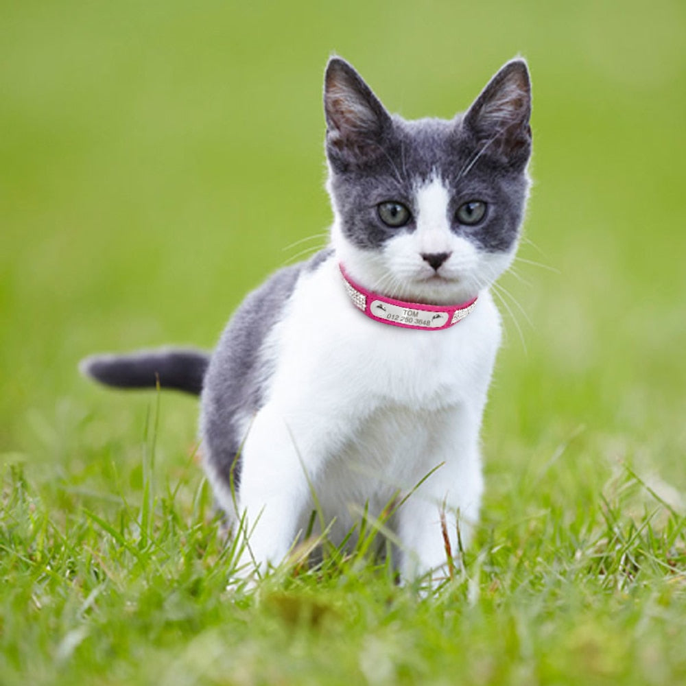Engraved Pet ID Tag Collars Small Cats Dogs