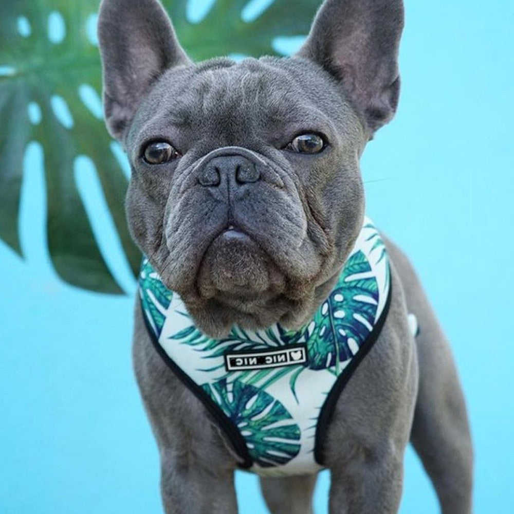 Tropical Vest Harness Leash Set for Small Medium Dogs