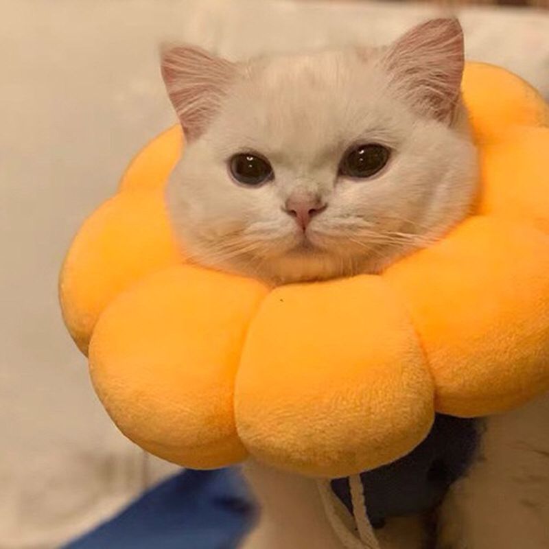 Sunflower Pet Collar Adjustable Circle After Surgery Pillow
