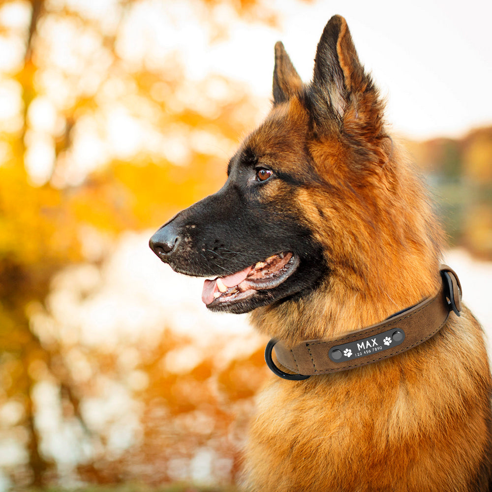 Leather Custom Personalized Pet Tag ID Name Collar/Leash