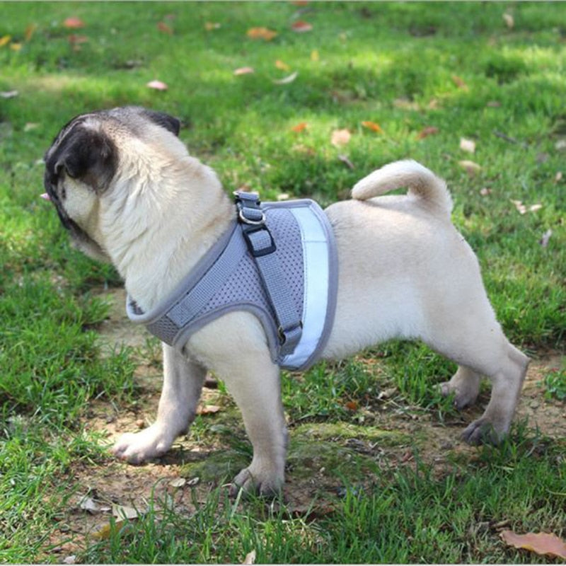 Small Dogs Adjustable Vest Harness with Leash Set
